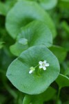 Miner's Lettuce blossom & foliage detail