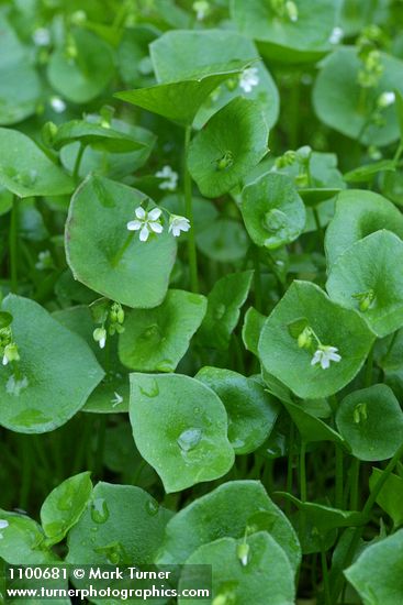 Claytonia perfoliata