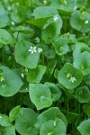 Miner's Lettuce blossoms & foliage