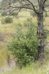 Chaparral Silktassel (female)