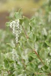 Chaparral Silktassel female blossoms & foliage