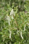 Chaparral Silktassel female blossoms & foliage