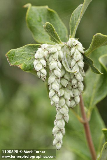 Garrya congdonii