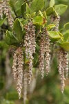 Chaparral Silktassel male catkins & foliage detail