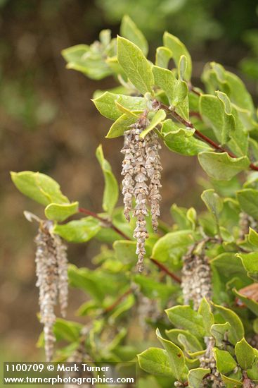 Garrya congdonii