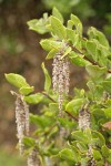 Chaparral Silktassel male catkins & foliage