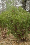 Green Manzanita