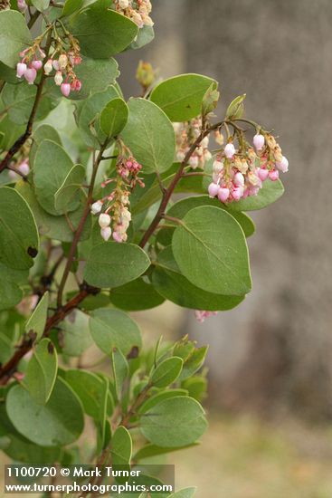 Arctostaphylos patula