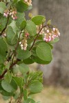 Green Manzanita blossoms & foliage detail