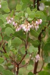 Green Manzanita blossoms & foliage detail