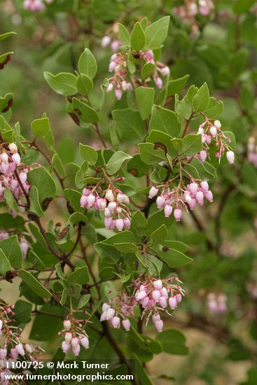 Arctostaphylos patula