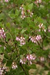 Green Manzanita blossoms & foliage