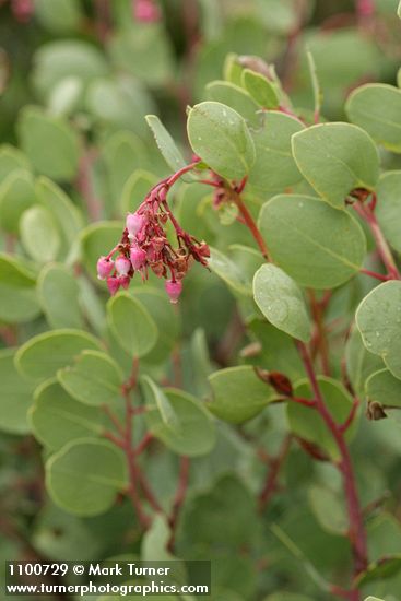 Arctostaphylos mewukka