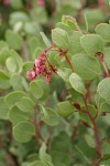 Indian Manzanita blossoms & foliage detail