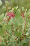 Indian Manzanita blossoms & foliage detail