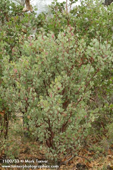 Arctostaphylos mewukka