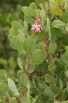 Indian Manzanita blossoms & foliage detail