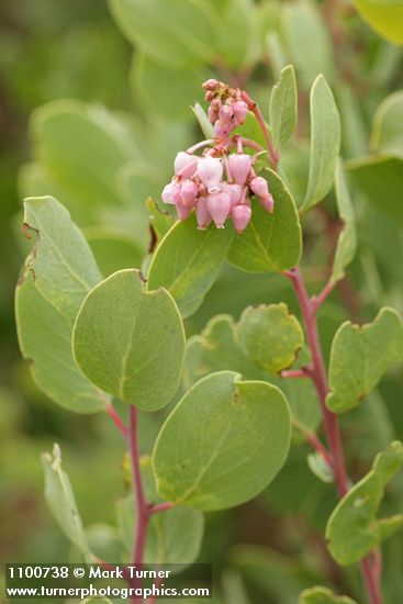 Arctostaphylos mewukka