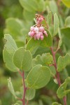 Indian Manzanita blossoms & foliage detail