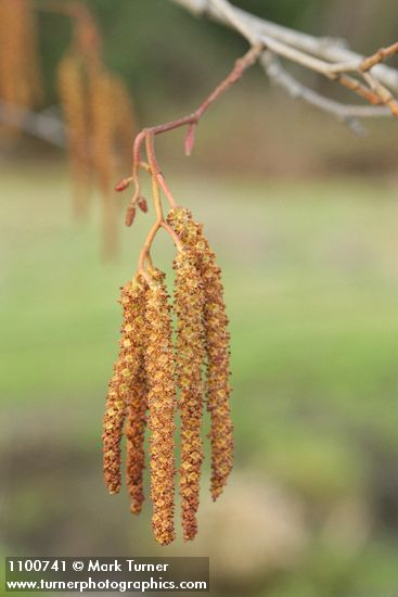 Alnus rhombifolia