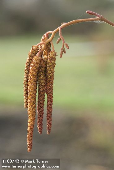 Alnus rhombifolia