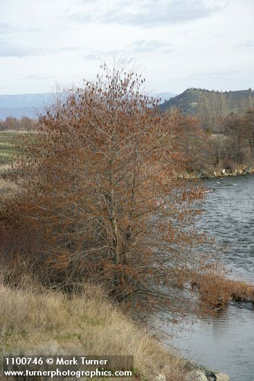 Alnus rhombifolia