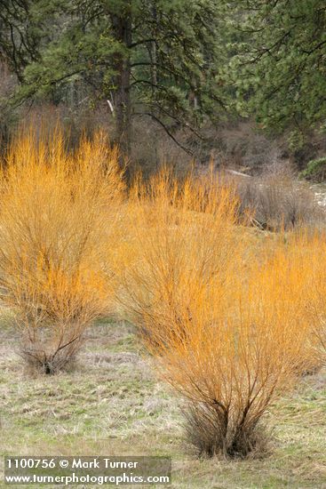 Salix lasiandra var. lasiandra (Salix lucida ssp. lasiandra)