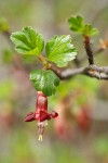 Sierra Gooseberry blossom & emerging foliage detail