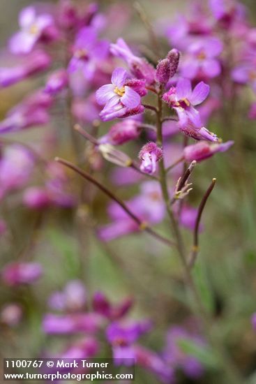 Arabis modesta