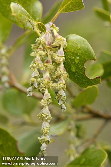 Garrya fremontii