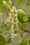 Fremont's Silktassel male blossoms & foliage detail