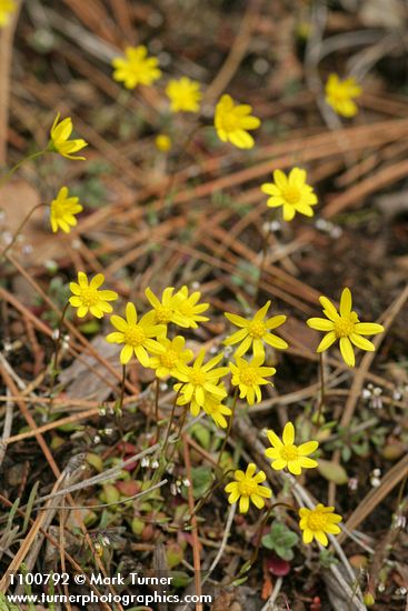 Crocidium multicaule