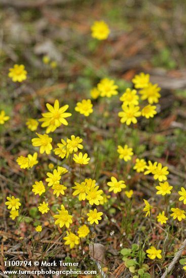 Crocidium multicaule