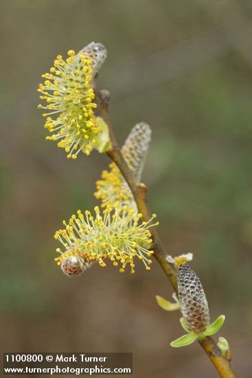 Salix lasiolepis