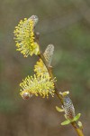 Arroyo Willow male catkins detail