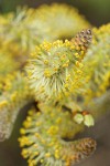 Arroyo Willow male catkins extreme detail