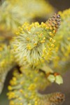 Arroyo Willow male catkins extreme detail