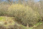 Arroyo Willow (male) along Bear Creek