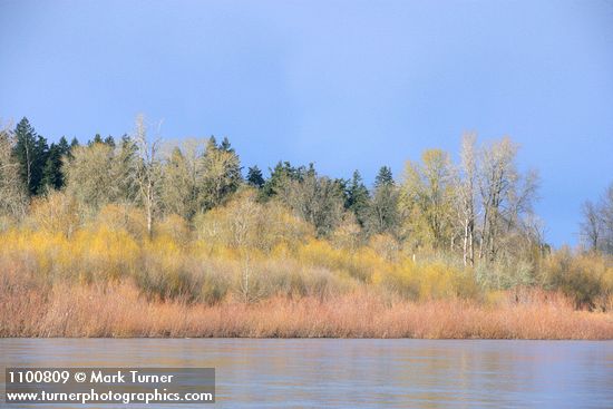 Salix lasiandra var. lasiandra (Salix lucida ssp. lasiandra); Populus trichocarpa