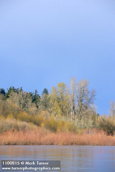 Salix lasiandra var. lasiandra (Salix lucida ssp. lasiandra); Populus trichocarpa