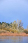 Pacific Willow, Black Cottonwoods along Willamette River shore, early spring