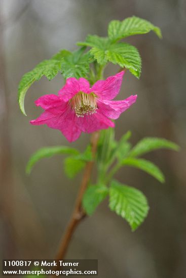 Rubus spectabilis