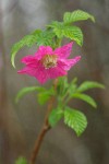 Salmonberry blossom & young foliage detail