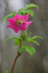 Salmonberry blossom & young foliage detail