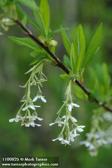 Oemleria cerasiformis