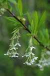 Indian Plum blossoms & foliage