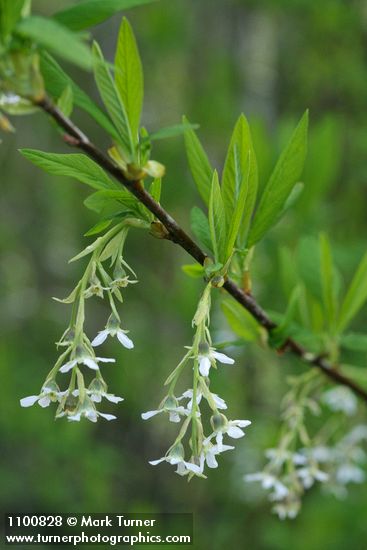 Oemleria cerasiformis