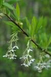 Indian Plum blossoms & foliage