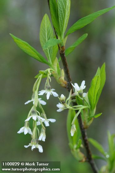 Oemleria cerasiformis