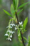 Indian Plum blossoms & foliage